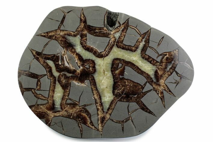 Polished Septarian Nodule End-Cut - Utah #378360